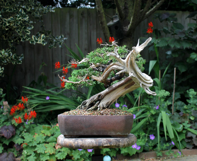 A Dying Juniper Bonsai